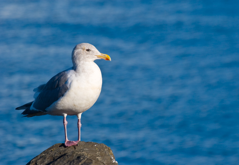 Herring Gull